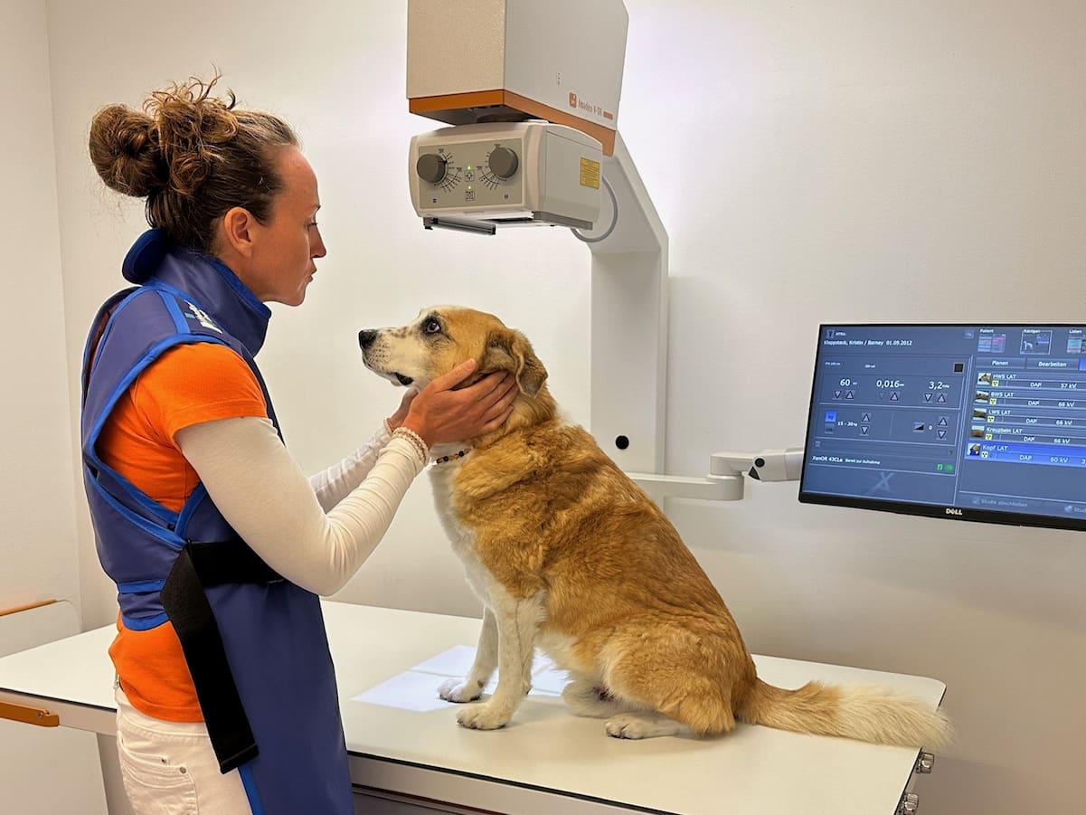 Röntgendiagnostik für einen Hund in der Tierarztpraxis vet4balance in Arnsberg